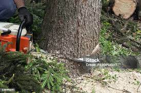 Reliable Abilene, TX Tree Removal Solutions