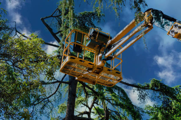 How Our Tree Care Process Works  in  Abilene, TX