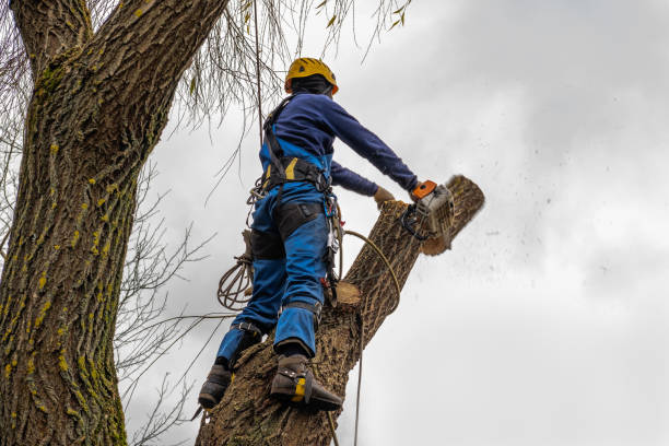 Best Stump Grinding and Removal  in Abilene, TX