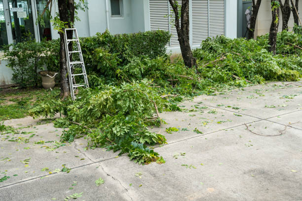 Best Leaf Removal  in Abilene, TX