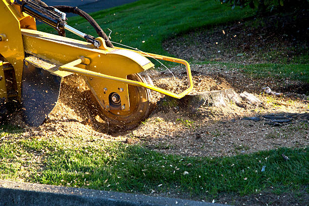 Best Utility Line Clearance  in Abilene, TX