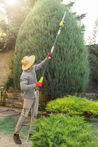 Best Seasonal Cleanup (Spring/Fall)  in Abilene, TX