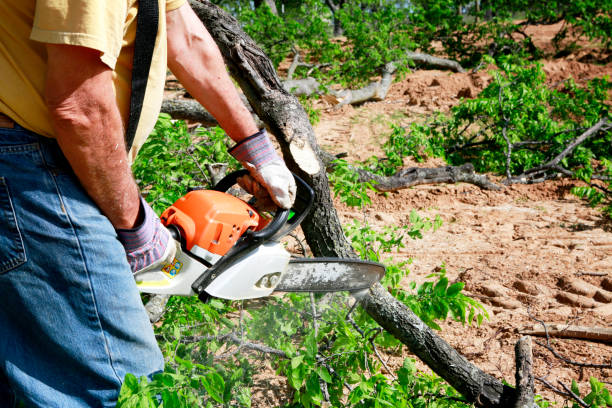Best Lawn Renovation and Restoration  in Abilene, TX